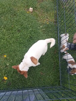Jack Russell - 4