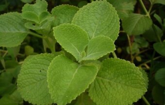 Nadchovnik, Rymovnik - Mexicky eukalyptus - 4