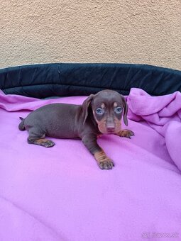 Jazvečík trpaslici - 4