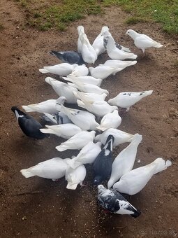 BIELE POŠTOVÉ HOLUBY - 4