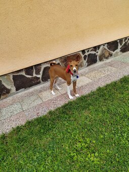 šteniatko basenji - 4