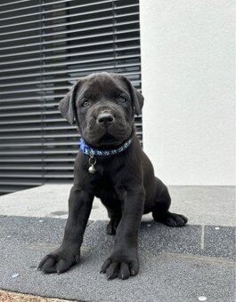 Bandog - 4