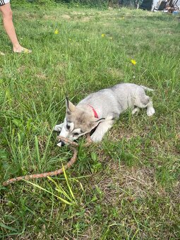 Čistokrvný husky - 4