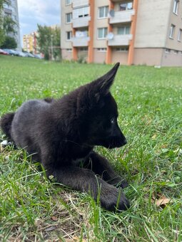 Šteniatko Mysty - 4
