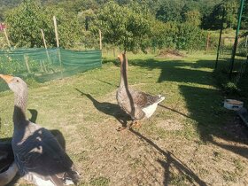 Hus Landeská hus biela - 4