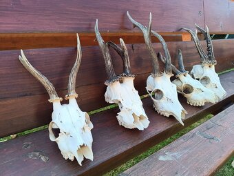 Parohy, zhody, trofeje, srnce - 4