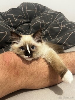 Ragdoll mačička - 4