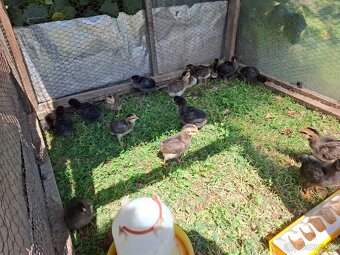 Araucana - 4