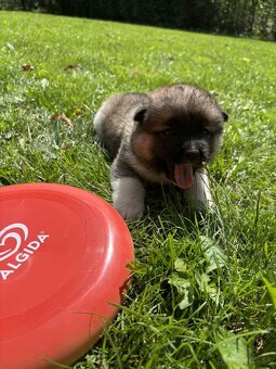 Americká Akita,Americka Akita - 4