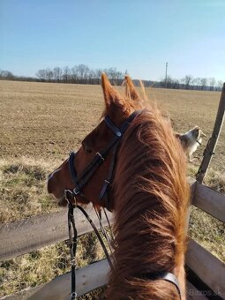 Kobyla Arabský plnokrvnik - 4