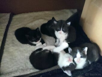 Polobritské mačiatka - 4
