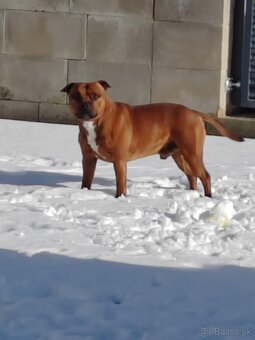 Stafordšírsky bulteriér ( Staffbull ) - 4