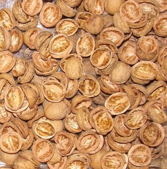 SUŠENÉ KVETY, ŠIŠKY , ŹALUDE, LIESKA, GAŠTAN do dekorácií - 4