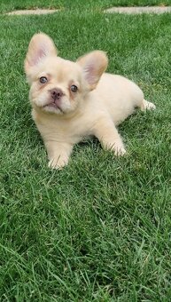 Francúzsky buldoček - 4