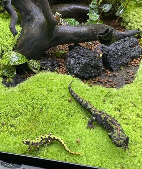 Mlok mramorovaný - 4