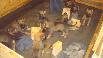 belgicky ovčiak malinois - 4