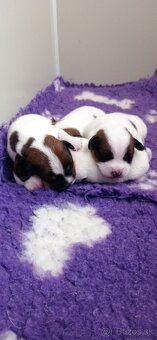 Jack Russell teriér s průkazem původu - pejsek - 4