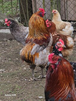 Predám nasadové vajíčka araucana - 4