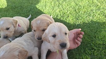 Zlaty retriever golden retriever volny posleny psik - 4