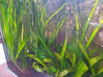 Akvariove rastliny - 4