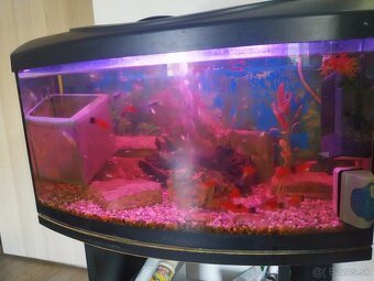 Akvárium diversa 120l a 54l veľa ryb - 4