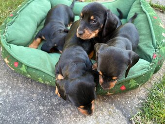 Jazvečík krátkosrstý. - 4