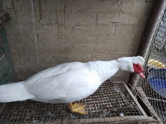 Pižmová kačica - 4