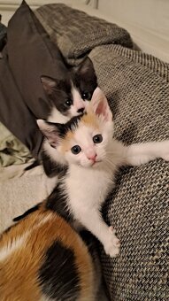 Darujem mačiatka - 4