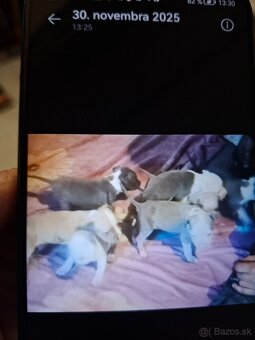 Americky staford - 4