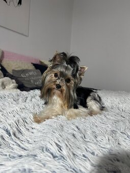 Yorkshirsky York biewer mini - 4