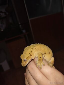 Pagekon riasnaty - 4