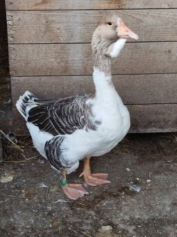 Hus cholmogorská - 4