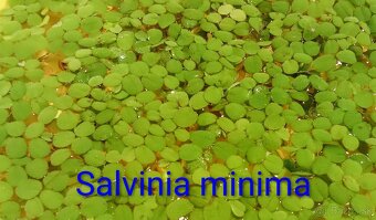 Plávajúce rastliny - 4