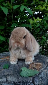 MiniLop zakrslé barančeky / králičky - 4