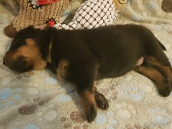 Šteniatka plemena Beauceron (Berger de Beauce) - 4