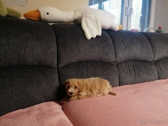 Predám šteniatka maltipoo. - 4
