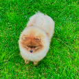 Šteniatko Pomeranian - 4