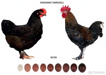 NOSNICE DOMINANT DARKSHELL - 4