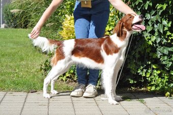 Írsky červenobiely seter - exkluzívne šteniatko - 4