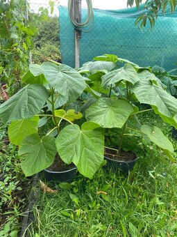 Paulownia Tomentosa rýchlorastúci strom - 4