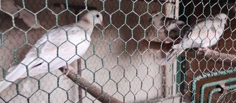 Predám chichotavé hrdličky: - 4