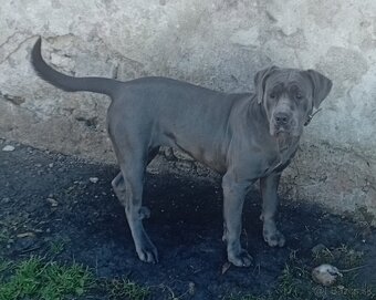 Cane Corso - 4