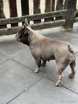 Francúzsky buldocek - 4