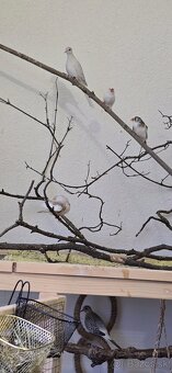 Diamantové holubky a zebricky - 4