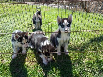 Sibírsky husky, hasky šteniatka - 4