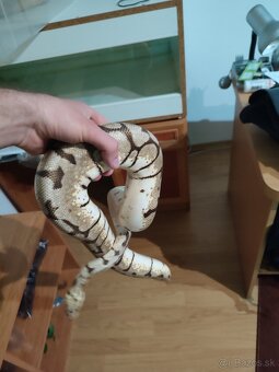 Pyton regius (kráľovský) - 4
