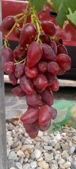 Vinič - 4