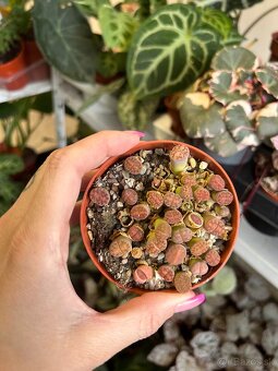Lithops/ Živé kamene - 4