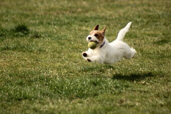 Jack Russell teriér s PP - 4