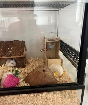 Terarko terarium so škrečkom skrecok agama gekon - 4